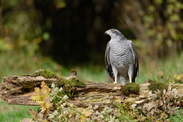 Bir Kuştan Fazlası: Laz Kültüründe Atmaca Metaforu
