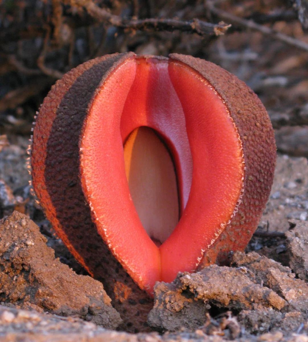 Toprağın Altında Yaşayan Parazit Bitki: Hydnora Africana