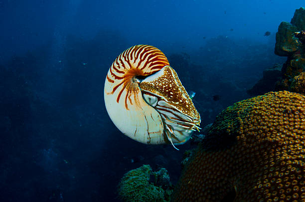 Okyanusun Yaşayan Fosili: Nautilus