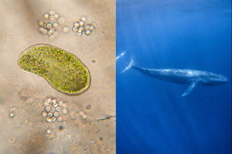 Bir Hücre, Bir Dev; Aynı Sudaki Farklı Evrenler