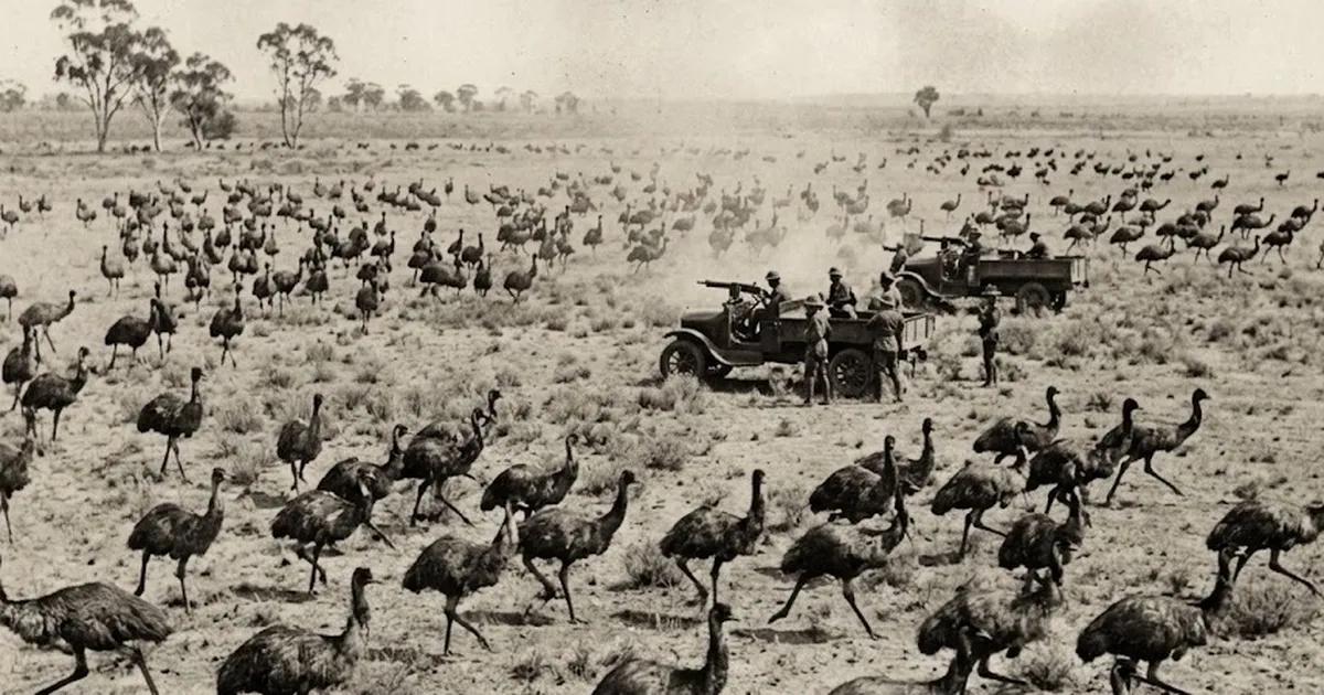 Büyük Emu Savaşı; İnsanların Kuşlara Karşı Kaybettiği Tarihin En İlginç Savaşı