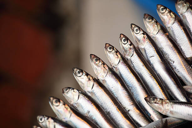 Bir Balık Değil, Bir Kültür: Hamsi