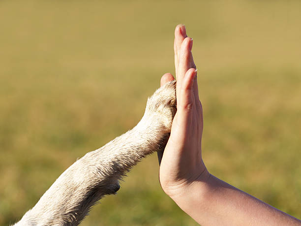 Bazı İnsanlar Neden Hayvanlara Dokunamaz?