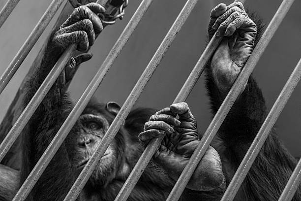 Hayvanlar İçin Hayvanat Bahçeleri Birer Hapishane Midir?