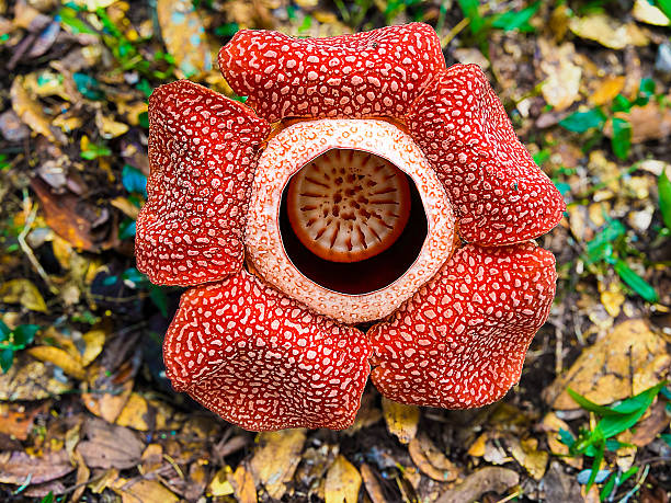 Dünyanın En Tuhaf Çiçeklerinden Biri: Rafflesia Arnoldii