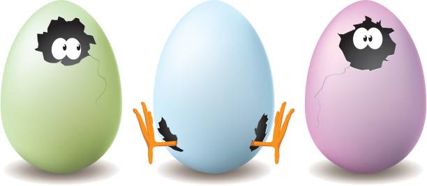 Marketteki Felsefi Yumurta