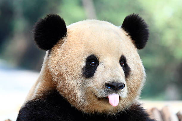 İnsana Mutluluk Veren Hayvan: Panda