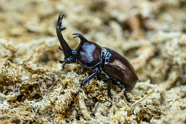 Doğanın En Güçlü Böceği