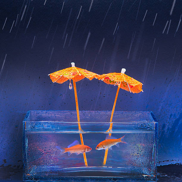 Yağmurda Islanan Balıklar