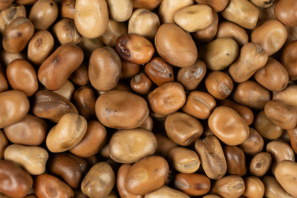 Renklerin Gizli Fısıltısı; Kahverengi