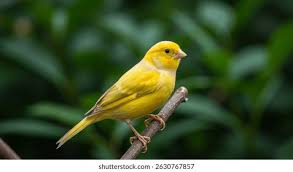 Huzur Veren Melodi: Kanarya