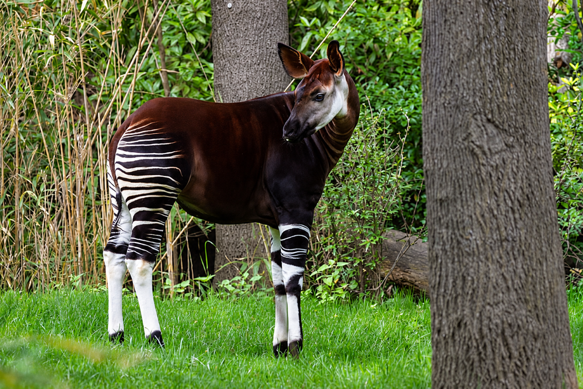 Okapi: Ormanların Gizemli Zürafası
