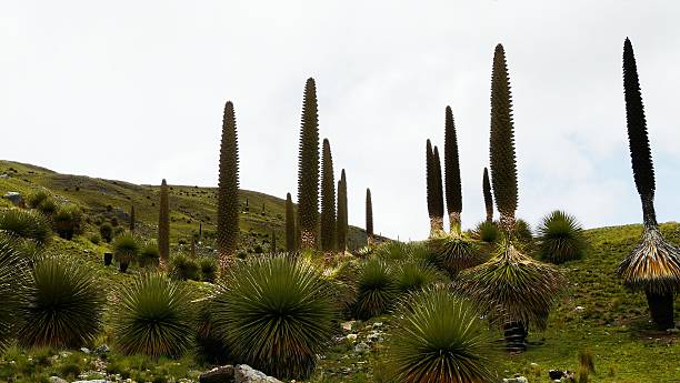 Bir Ömür Bekleyip Yalnızca Bir Kez Çiçek Açan Dev: Puya Raimondii