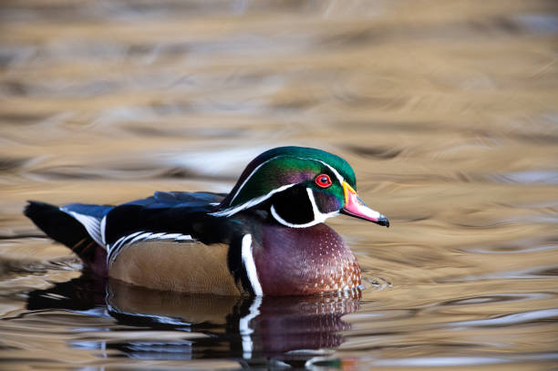 Wood Duck: Ağaçtan Atlayarak Hayata Başlayan Renkli Ördek
