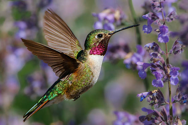 Sinek Kuşu (Hummingbird)