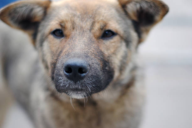 Sokak Köpeği Saldırılarından Doğan İdarenin Tazminat Sorumluluğu