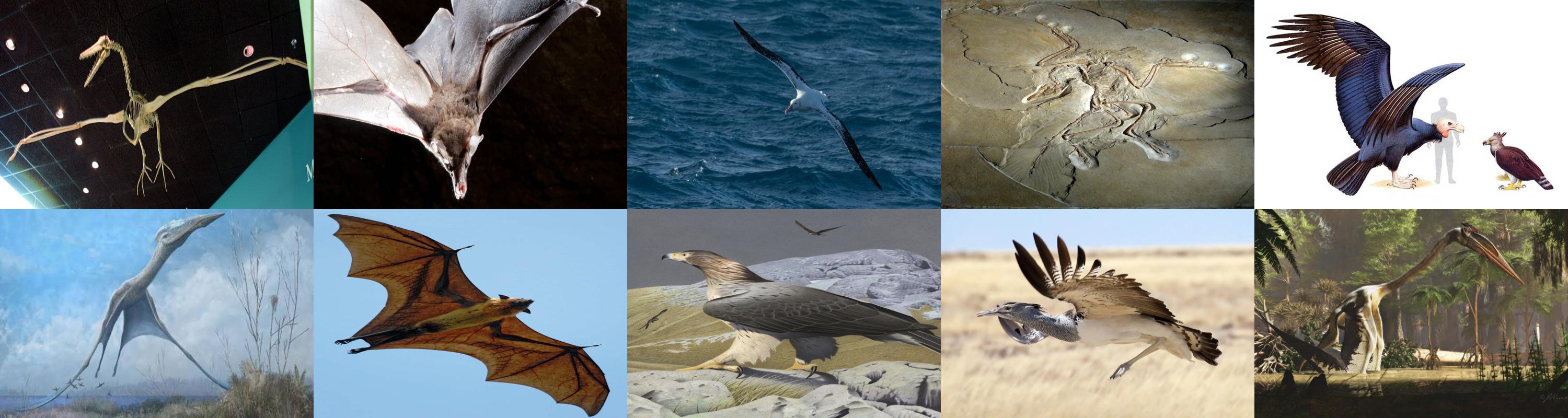 Uçuşun Evrimi: Dev Kanatlar