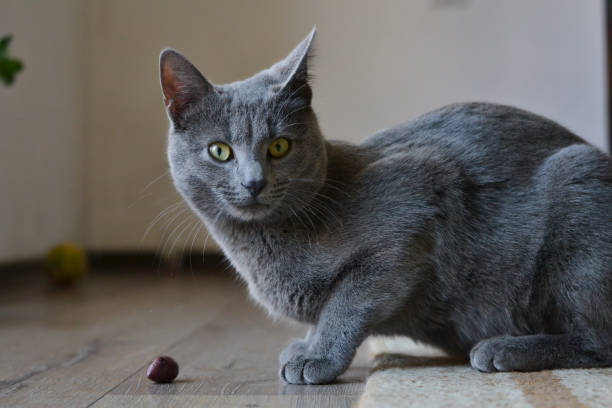 Kedilerin Zeytine Olan Merakı