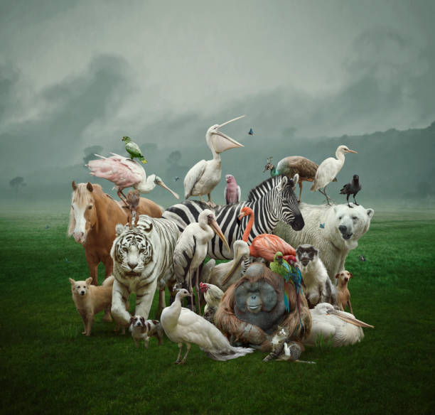 Fauna